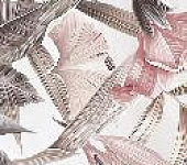 ������ ��������� ACATE FLORE 2 31.5�63